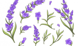 薰衣草漫画,一场浪漫的校园奇幻之旅