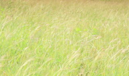 青草免费视频,畅享无界限的视听盛宴